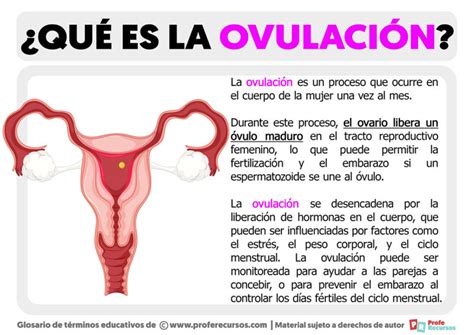 que significa ovular-4